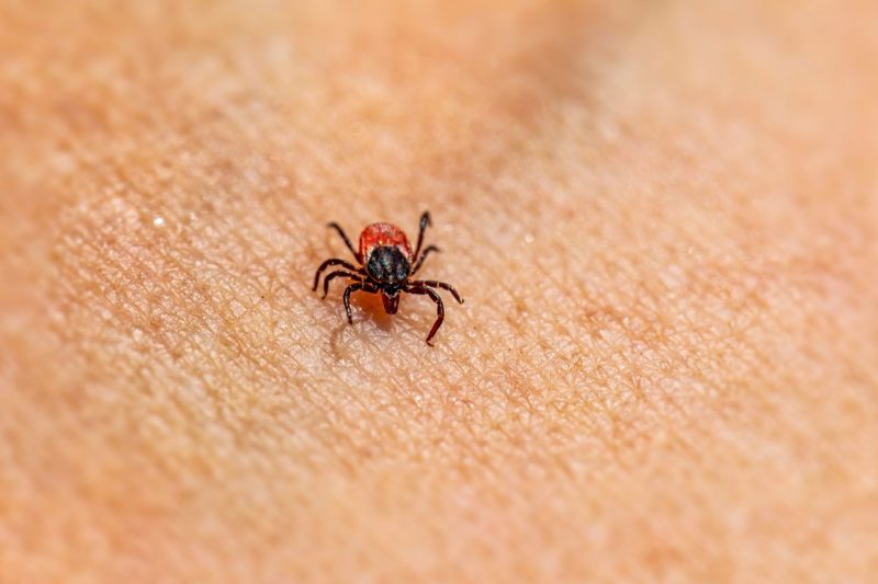 Tick Bites, Lyme Disease, and Other Tick-Borne Infections: What You Need to Know